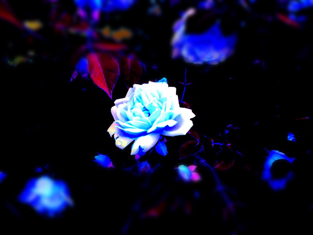 青薔薇