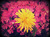 dandelion.jpg